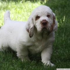 Clumber Spaniel and Irish Red and White Setter Puppies from NyaStar & Chequamegon