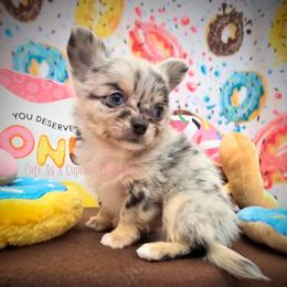Dubai 4250 Blue eyes - Merle male Chihuahua puppy in Piqua, Kansas from Cute As A Cupcake Chihuahuas