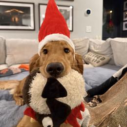 Maui - Dark golden female Golden Retriever puppy in Simpsonville, South Carolina from Upstate Revival Retrievers