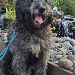 Saint Berdoodle puppies from PNW Saint Berdoodles