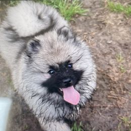 Keeshond Puppies from StarStruck Keeshonden