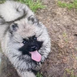 Keeshond Puppies from StarStruck Keeshonden