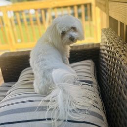 Coton de Tulear All Grown Up from Seven Seas Cotons