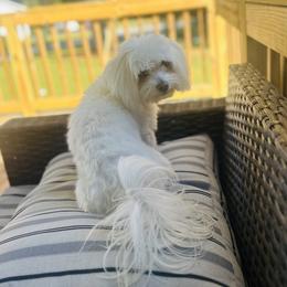 Coton de Tulear All Grown Up from Seven Seas Cotons