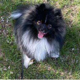 Connor - Pomeranian
