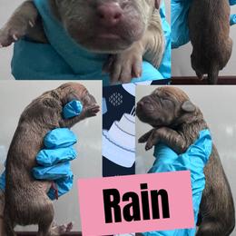 RAIN - Blue female Great Dane puppy in Wellsville, New York from Prophecy Danes