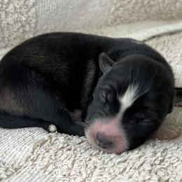 Kai - Agouti and white female Siberian Husky puppy in Union Grove, Alabama from Southern Siberian Life