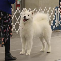 Disco - Samoyed