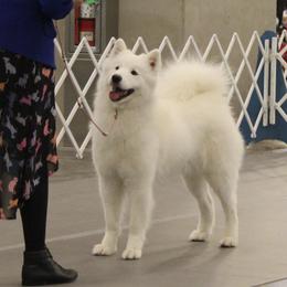 Disco - Samoyed