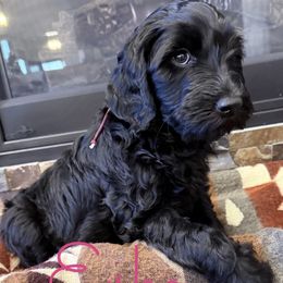 Eska - Black female Labradoodle puppy in Wasilla, Alaska from Northern Lights Labradoodles