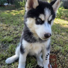 Emily Sung - Black and white female Pomsky puppy in Blaine, Minnesota from Yuna's Pomsky
