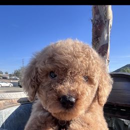 Brown collar - Apricot male Poodle puppy in Jurupa Valley, California from gucci_bentleys_goldendoodles