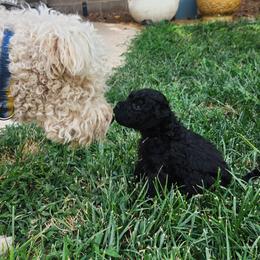 Ms White - Black female Pumi puppy in Albuquerque, New Mexico from Marylynn's Pumis