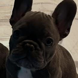 Chowder - Blue male French Bulldog puppy in Spanaway, Washington from PNW Bigfoot Bullies