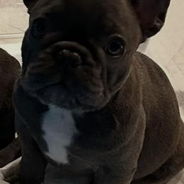 Chowder - Blue male French Bulldog puppy in Spanaway, Washington from PNW Bigfoot Bullies