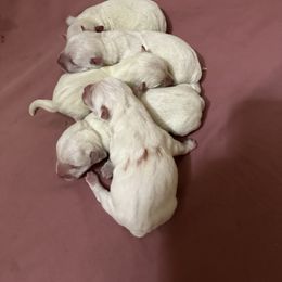 Boy 1 - White male West Highland White Terrier puppy in Scurry, Texas from Karen Williams's West Highland White Terriers & Pembroke Welsh Corgis