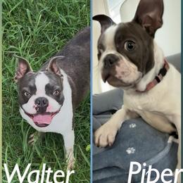 Piper - Boston Terrier