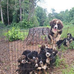 Assorted Doodle Crosses, Bernedoodle, Goldendoodle, and Poodle Puppies from Williams Lake Doodles