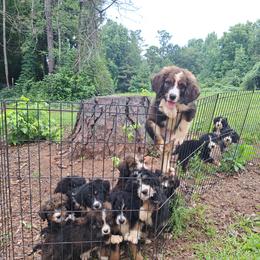 Assorted Doodle Crosses, Bernedoodle, Goldendoodle, and Poodle Puppies from Williams Lake Doodles