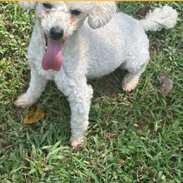 Sprinkles - Poodle