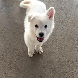 Berger Blanc Suisse Puppies from Moonlight Berger Blanc Suisses