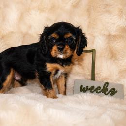 Dexter - Black and tan male Cavalier King Charles Spaniel puppy in Purdy, Missouri from Brattin Cavaliers