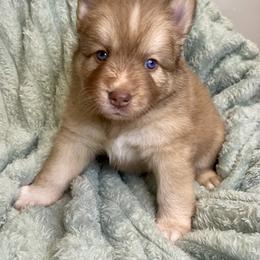 Pomsky Puppies from Blue Sky Pomsky