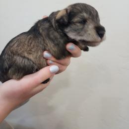 Miniature Schnauzer Puppies from J&K's Miniature Schnauzers