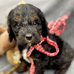 Springerdoodles from Willow Lane Doodles