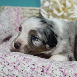 Pearl - Blue merle female Australian Shepherd puppy in Placerville, California from BFF Aussies