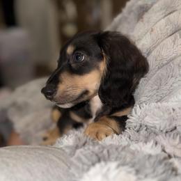 Lucian- HIDDEN DAPPLE - Black and cream male Dachshund puppy in Baton Rouge, Louisiana from Bayou d’ Elara Dachshunds