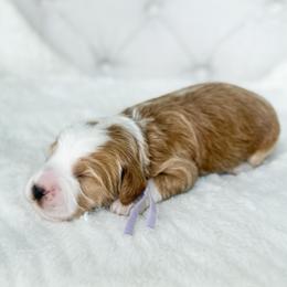 Rainy - Red  female Goldendoodle puppy in Sterling, Illinois from Charley's Goldendoodles