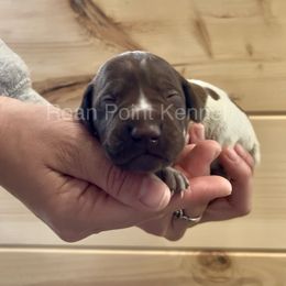 Hickory-Green Male - Liver roan German Shorthaired Pointer puppy in Payneville, Kentucky from Roan Point Kennel