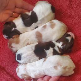 Girl 2 - Liver and white female Brittany puppy in North Hampton, New Hampshire from Birch Spring Brittanys