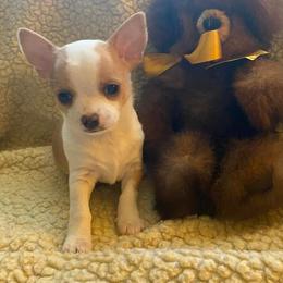 Chihuahuas from Legally Blonde Chihuahua's