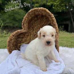 Happy - Parti male Goldendoodle puppy in Grove, Oklahoma from Guinn Family Farms