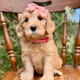 Orange - Red  female Goldendoodle puppy in Hesperia, Michigan from Red Acres Poodles & Doodles