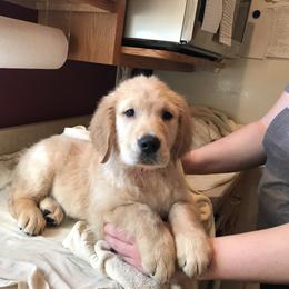 "Blaze's bathtime" Golden Retriever Puppies from Whispering Pines Precious Puppies