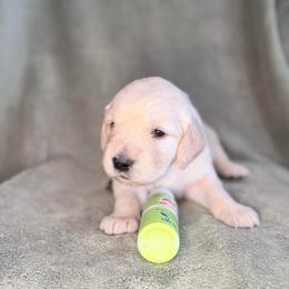 Girl 7 - Lime - Light golden female Golden Retriever puppy in Mc Minnville, Tennessee from Wishaw Whisky Golden Retrievers