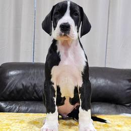 Tiny - Mantle female Great Dane puppy in Castle Rock, Washington from Uber Alles Great Danes