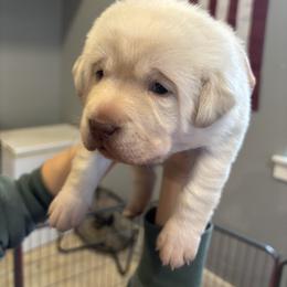 Mabel - Yellow female Labrador Retriever puppy in Anna, Texas from Gathering Branch Labradors
