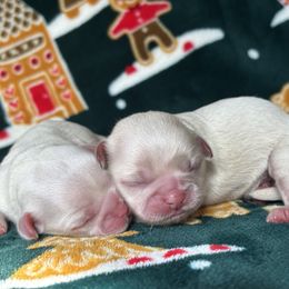 Yukon - Cream and white male Shih Tzu puppy in Lakeland, Florida from Sunshine Shih Tzus
