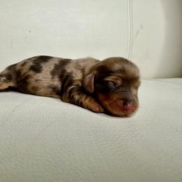 Dapple Female 1 - Dapple female Dachshund puppy in Oswego, Illinois from That Beautiful Dachshund/Frenchies