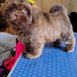 Maizey - Chocolate and tan female Shih Tzu puppy in Memphis, Tennessee from Thorntons Fur Crew