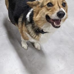 Pembroke Welsh Corgis from Natasha Bradford's Pembroke Welsh Corgis