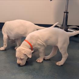 Orange collar - White female Dogo Argentino puppy in Pueblo, Colorado from Palace Guard Dogos