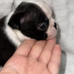 Lucas - Seal and white male Boston Terrier puppy in Georgia from A-K Boston Terriers