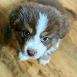 Crescent - Red tri-color female Miniature American Shepherd puppy in Gatesville, Texas from Southern Promise Aussie’s