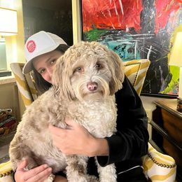 Aussiedoodle and Goldendoodle Puppies from Saddle Hill Farms