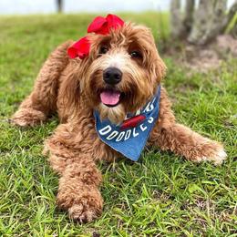 Apple - Goldendoodle